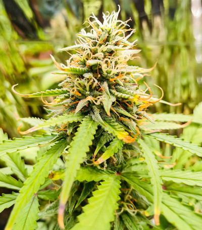 Amnesia Zkittlez Auto fem (FastBuds) семена конопли — изображение 3