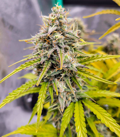 Amnesia Zkittlez Auto fem (FastBuds) семена конопли — изображение 6