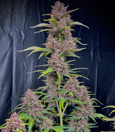 Banana Purple Punch Auto fem (FastBuds) семена конопли — изображение 3