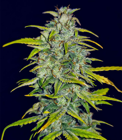 Banana Purple Punch Auto fem (FastBuds) семена конопли — изображение 4