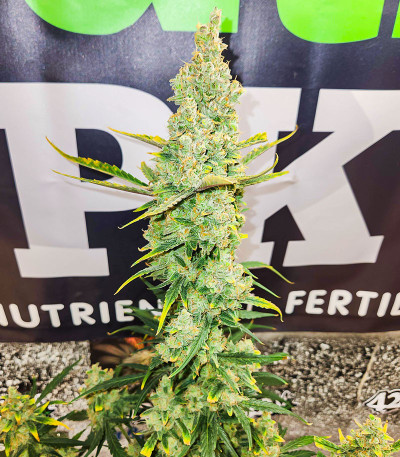 Banana Purple Punch Auto fem (FastBuds) семена конопли — изображение 5