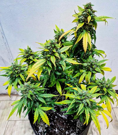 Banana Purple Punch Auto fem (FastBuds) семена конопли — изображение 6