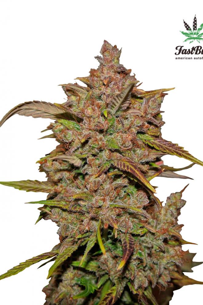 Семена сорта Crystal METH auto (FastBuds)