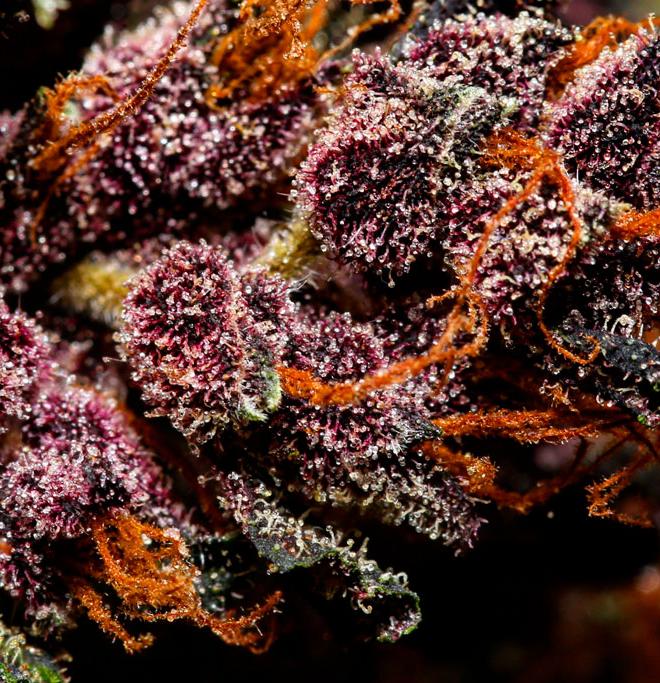 Семена сорта Crystal METH auto (FastBuds) — изображение 5