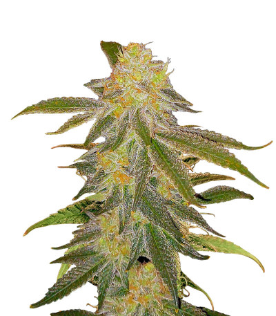 Future #1 fem (Blimburn Seeds) семена конопли
