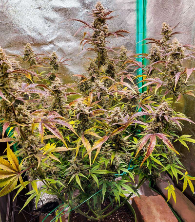 Gorilla Punch Auto fem (FastBuds) семена конопли — изображение 3
