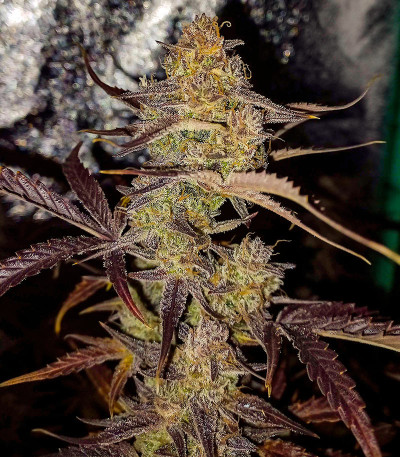 Gorilla Punch Auto fem (FastBuds) семена конопли — изображение 4