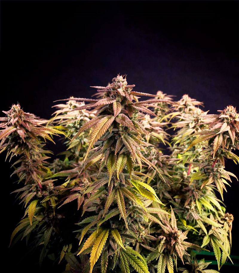 Grandaddy Purple fem (Blimburn Seeds) семена конопли — изображение 5