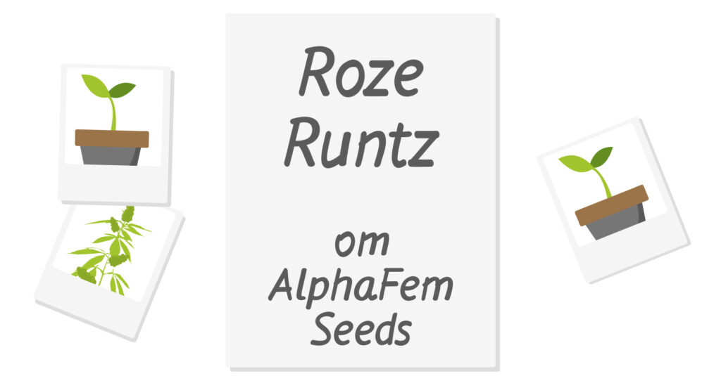 Выращивание в индоре сорта конопли Roze Runtz Гроурепорт сорта конопли Roze Runtz от AlphaFem Seeds
