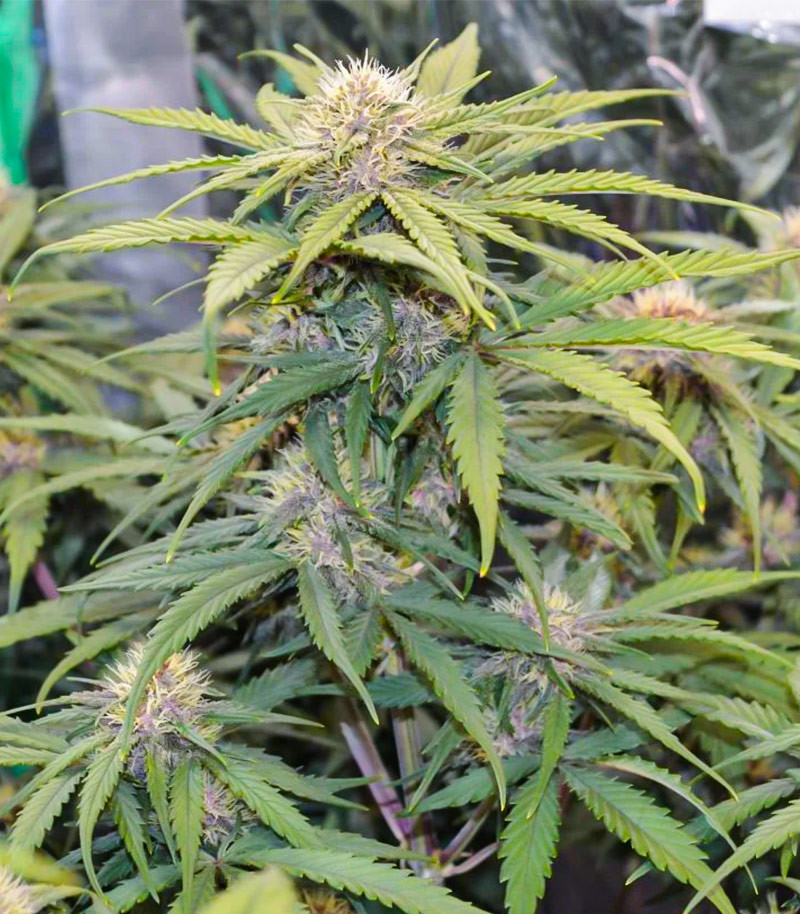 Tropicana Cookies Auto fem (FastBuds) семена конопли — изображение 6