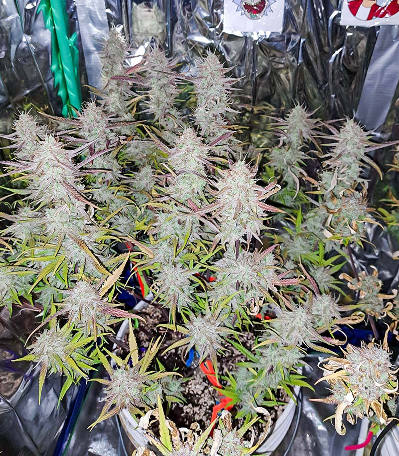 Tropicana Cookies Auto fem (FastBuds) семена конопли — изображение 4