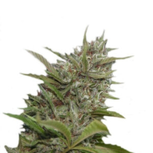Auto Whiteberry fem (Paradise Seeds) семена конопли