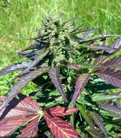 Auto Whiteberry fem (Paradise Seeds) семена конопли — изображение 3