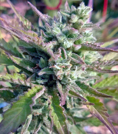 Auto Whiteberry fem (Paradise Seeds) семена конопли — изображение 4