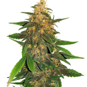 Blackberry Moonrocks Auto fem (AlphaFem Seeds) семена конопли