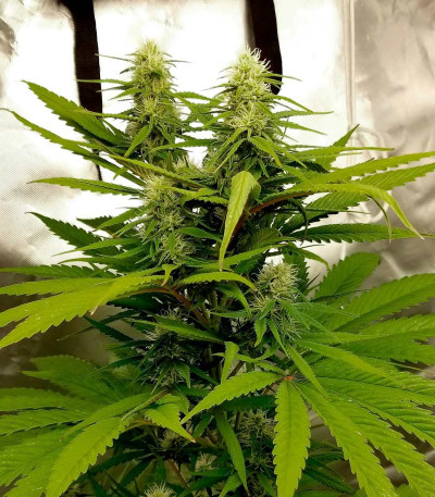 Delicious Candy Auto fem (Delicious Seeds) семена конопли — изображение 3