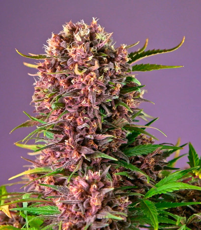 Diablo Rojo XL Auto fem (Sweet Seeds) семена конопли — изображение 5