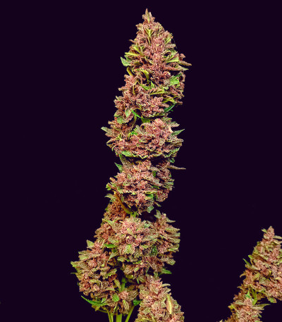 Diablo Rojo XL Auto fem (Sweet Seeds) семена конопли — изображение 6