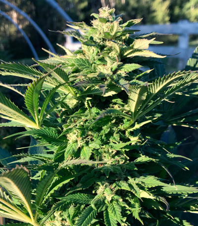 Golosa Early Version fem (Delicious Seeds) семена конопли — изображение 3