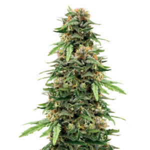 Golosa Early Version fem (Delicious Seeds) семена конопли