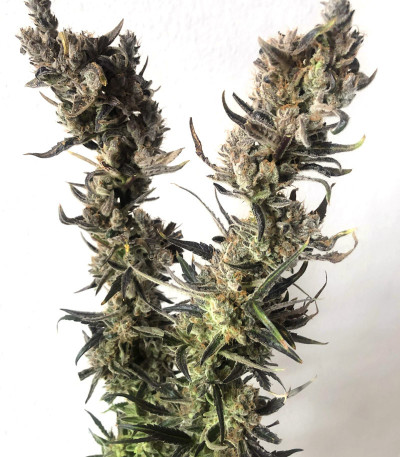 Golosa Early Version fem (Delicious Seeds) семена конопли — изображение 5