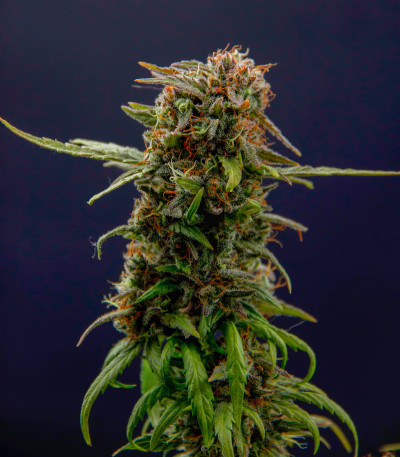 Golosa Early Version fem (Delicious Seeds) семена конопли — изображение 6
