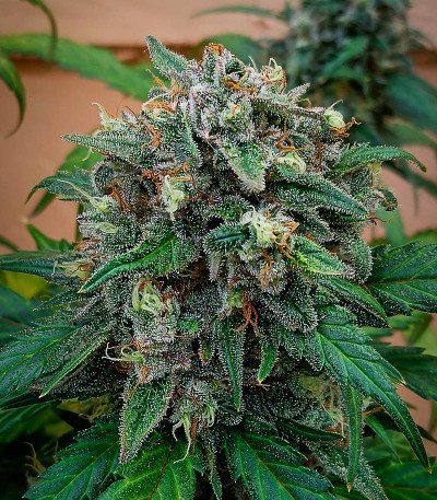 Jet Fuel Mandarine XL Auto fem (Sweet Seeds) семена конопли — изображение 3