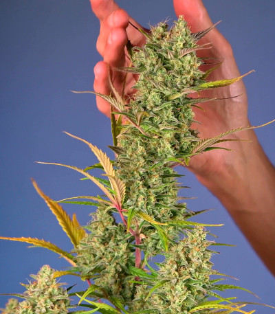 Jet Fuel Mandarine XL Auto fem (Sweet Seeds) семена конопли — изображение 4