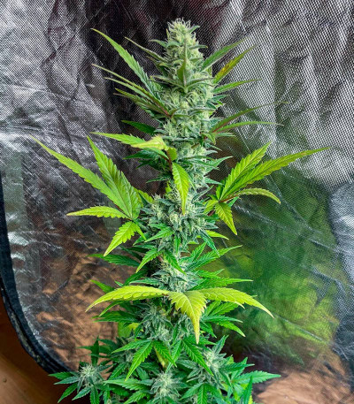 Jet Fuel Mandarine XL Auto fem (Sweet Seeds) семена конопли — изображение 5
