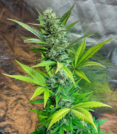 Jet Fuel Mandarine XL Auto fem (Sweet Seeds) семена конопли — изображение 6
