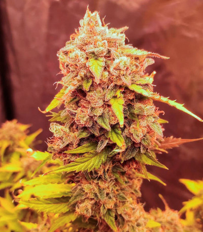 Jet Fuel Mandarine XL Auto fem (Sweet Seeds) семена конопли — изображение 7