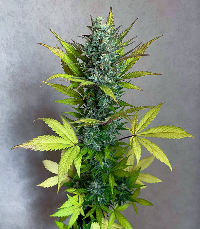 Jet Fuel Mandarine XL Auto fem (Sweet Seeds) семена конопли — изображение 8