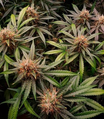 Orange Apricot Glue XL Auto fem (Sweet Seeds) семена конопли — изображение 2