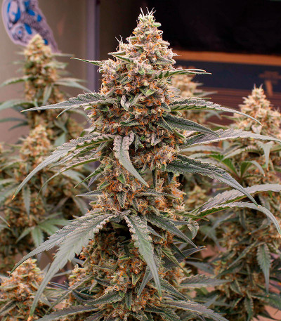 Orange Apricot Glue XL Auto fem (Sweet Seeds) семена конопли — изображение 3