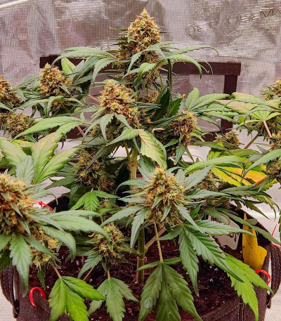 Orange Apricot Glue XL Auto fem (Sweet Seeds) семена конопли — изображение 4