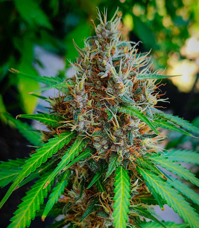 Papaya Zoap Auto fem (Sweet Seeds) семена конопли — изображение 7