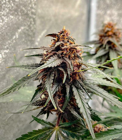 Papaya Zoap Auto fem (Sweet Seeds) семена конопли — изображение 3