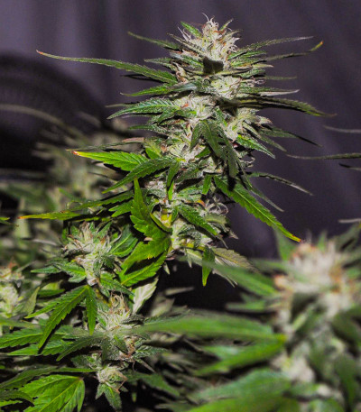 Lord Kush Early Version fem (Delicious Seeds) семена конопли — изображение 3