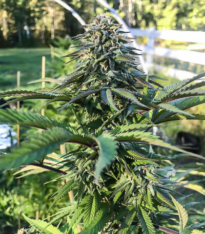 Lord Kush fem (Delicious Seeds) семена конопли — изображение 3