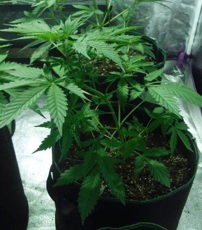Sugar Black Rose Auto fem (Delicious Seeds) семена конопли — изображение 5