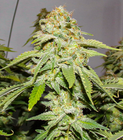 Moby Delicious fem (Delicious Seeds) семена конопли — изображение 3