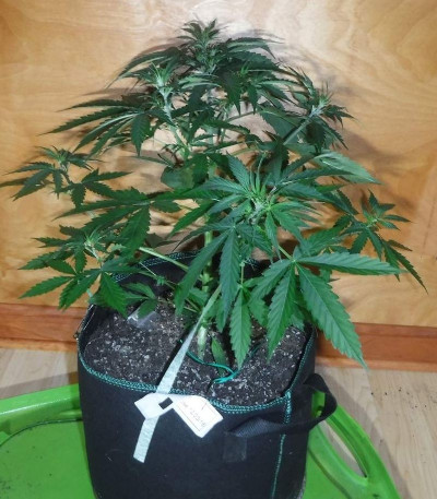 Sugar Black Rose Auto fem (Delicious Seeds) семена конопли — изображение 6