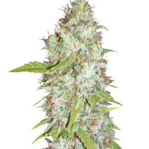 Afghan Kush X Skunk fem (World of Seeds) семена конопли