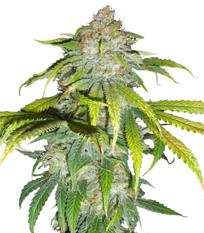 Fem Mix Pack #1 fem (Herbies Seeds) семена конопли — изображение 4