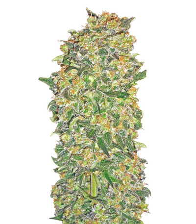 Female Collection #2 fem (00 Seeds) семена конопли — изображение 3