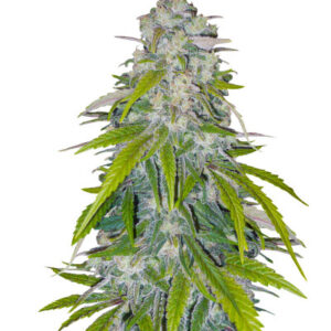 Critical XXL fem (Herbies Seeds) семена конопли