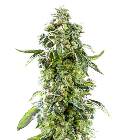 Fem Mix Pack #1 fem (Herbies Seeds) семена конопли — изображение 5