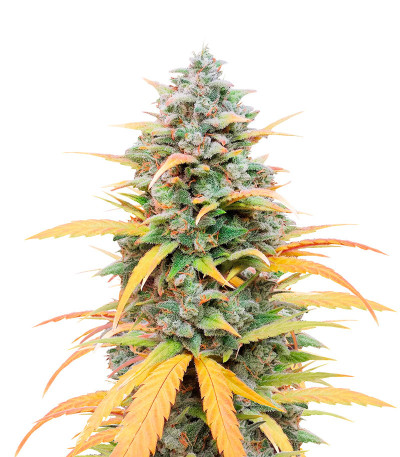 Auto Mix Pack #1 fem (Herbies Seeds) семена конопли — изображение 4