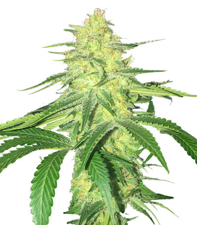 Heavy Kickers Mix fem (Herbies Seeds) семена конопли — изображение 4