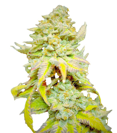 Heavy Kickers Mix fem (Herbies Seeds) семена конопли — изображение 5